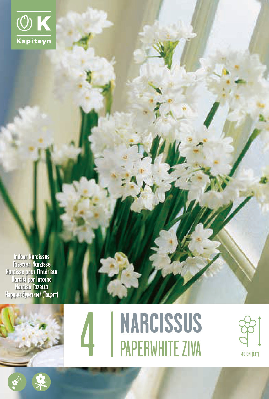 Narcisi paperwhite ZIVA (4 Bulbi)