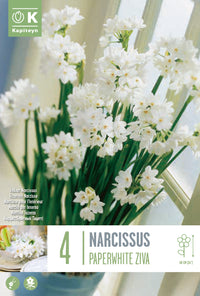 Narcisi paperwhite ZIVA (4 Bulbi)