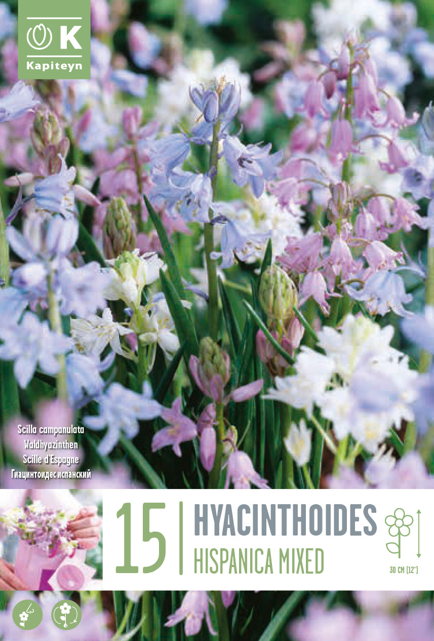 Hyacinthoides hispanica IN MISCUGLIO (15 Bulbi)