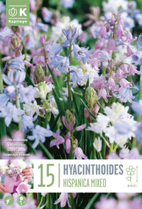 Hyacinthoides hispanica IN MISCUGLIO (15 Bulbi)