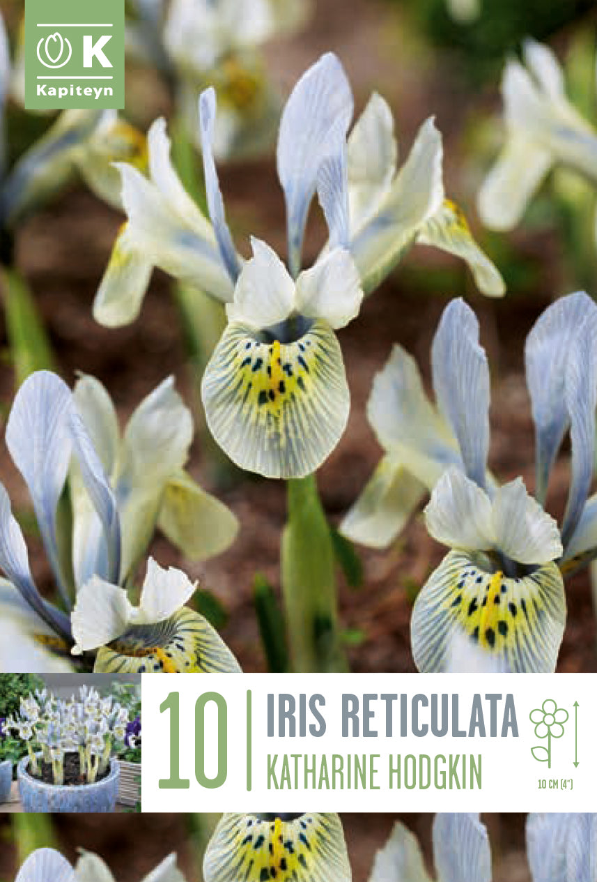 Iris reticulata KATHARINE HODGKIN (10 Bulbi)