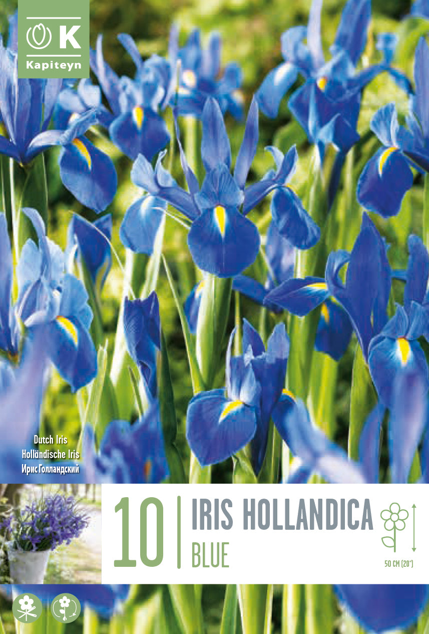 Iris hollandica BLU (10 Bulbi)