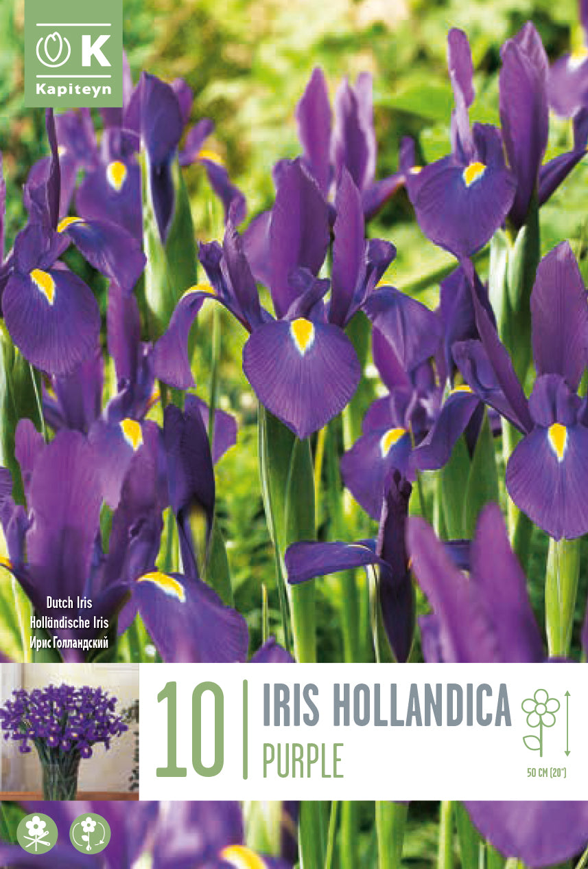 Iris hollandica VIOLA (10 Bulbi)