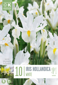 Iris hollandica BIANCHI (10 Bulbi)
