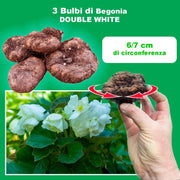 White Double Begonia Bulbs (3)