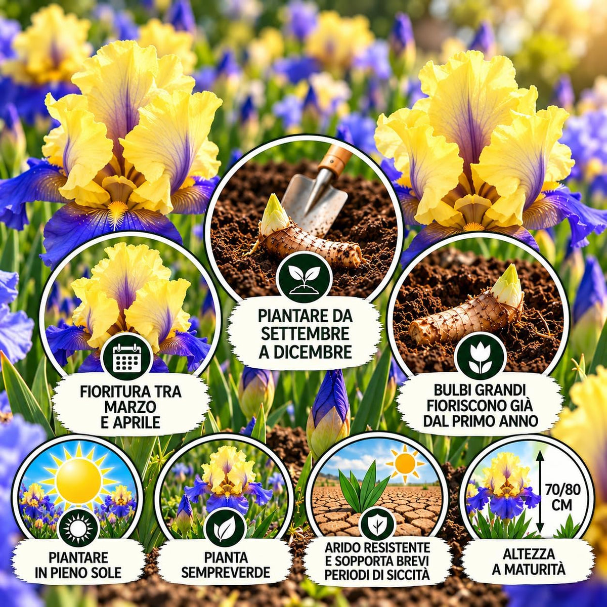Iris germanica edith wolford rizomi con fiori giallo canarino e blu-viola, altezza 70/80 cm, piantare all'aperto.