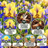 Iris germanica edith wolford rizomi con fiori giallo canarino e blu-viola, altezza 70/80 cm, piantare all'aperto.