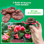 Load image into Gallery viewer, Pink Double Begonia Bulbs (3)