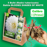 Load image into Gallery viewer, Dahlia “Shades of White” Bulbs (5) – 100 Days to Bloom
