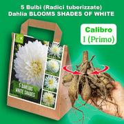 Dahlia “Shades of White” Bulbs (5) – 100 Days to Bloom