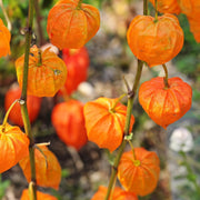 “CURIOUS PLANTS” SEED KIT | 5 Seed Packets | Chinese Lantern (Alchechengi) | Lemongrass | Cotton | Cucamelon | Mimosa pudica