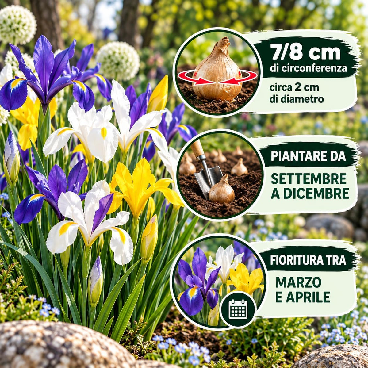 Iris hollandica bulb mix con fiori blu, gialli e bianchi, bulbi di 7/8 cm di circonferenza, ideale per giardini all'aperto.