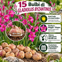 15 Bulbi di Gladiolus Byzantinus, piante da giardino eleganti, fioritura maggio-giugno, altezza 60-80 cm, perfetti per esterno.