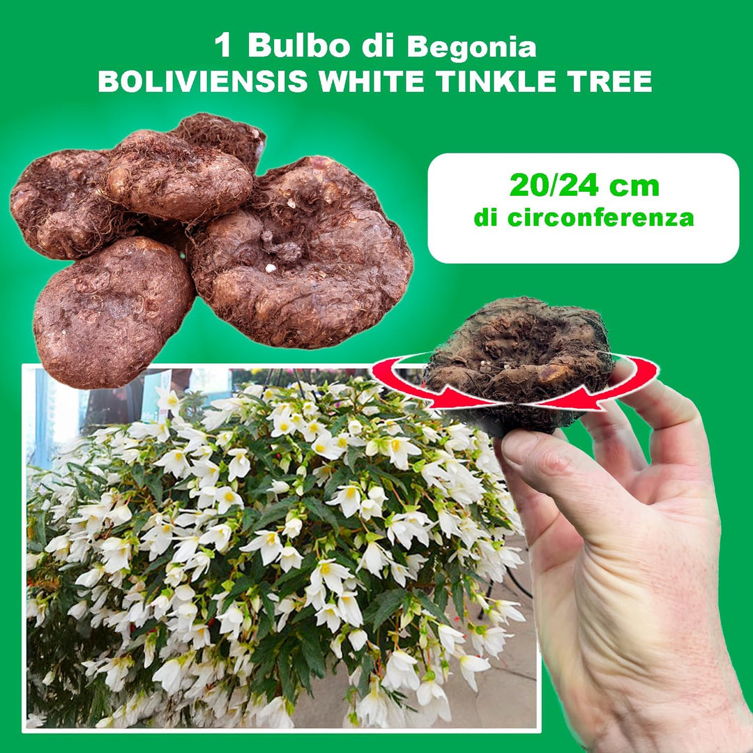 Begonia BOLIVIENSIS WHITE TINKLE TREE (1 Bulbo)