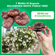 Bolivian White Tinkle Tree Begonia Bulb (1)