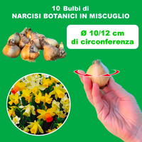 10 Bulbi di NARCISI BOTANICI IN MISCUGLIO, Ø 10/12 cm di circonferenza, perfetti per giardini e decorazioni floreali.