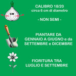 Load image into Gallery viewer, Bulbi di Lilium ROBERT SWANSON (1)