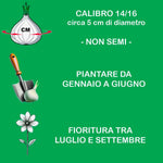 Load image into Gallery viewer, Bulbi di Lilium OT MONTEGO BAY (3)