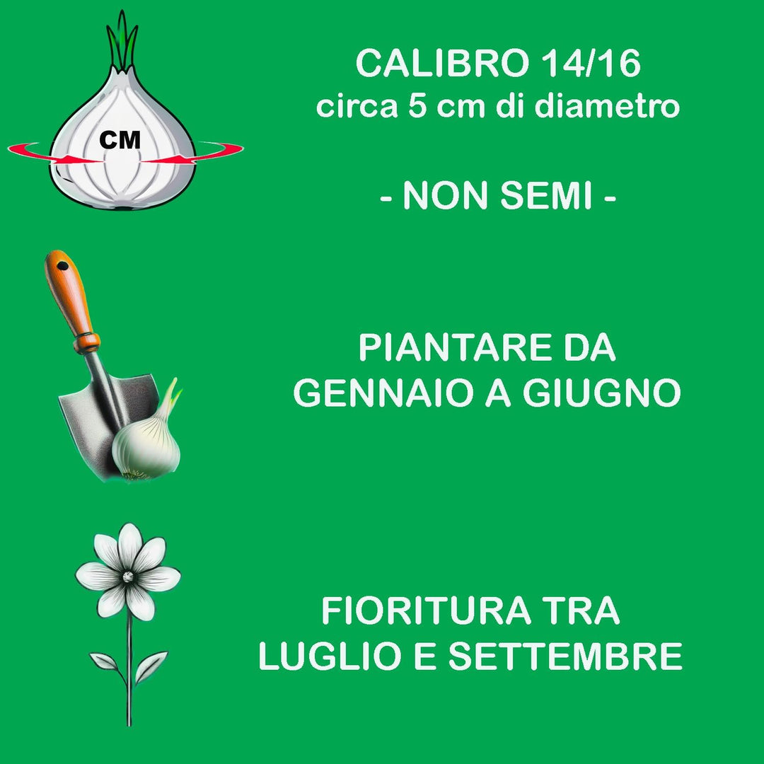 Bulbi di Lilium OT MONTEGO BAY (3)