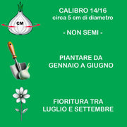 Bulbi di Lilium OT MONTEGO BAY (3)