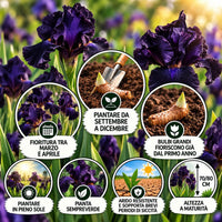 Iris germanica Night Owl rizomi, pianta perenne in pieno sole, fioritura tra marzo e aprile, altezza 70/80 cm.