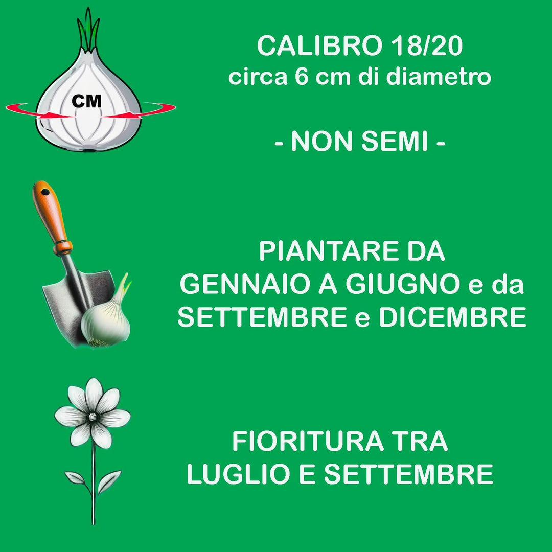 Bulbi di Lilium OT Robina (1)