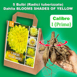 Load image into Gallery viewer, Dahlia “Shades of Yellow” Bulbs (5) – 100 Days to Bloom