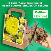 Dahlia “Shades of Yellow” Bulbs (5) – 100 Days to Bloom