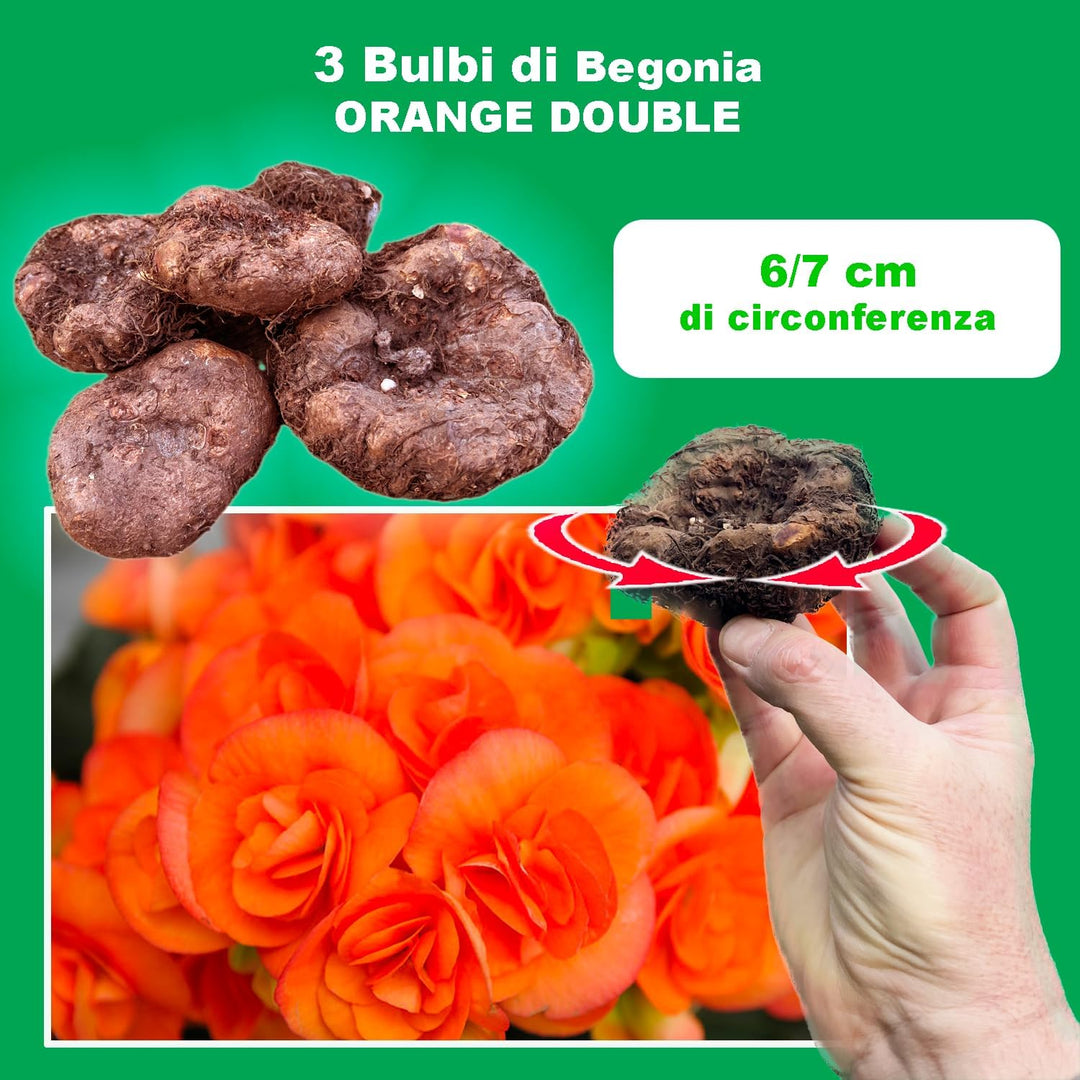 Orange Double Begonia Bulbs (3)
