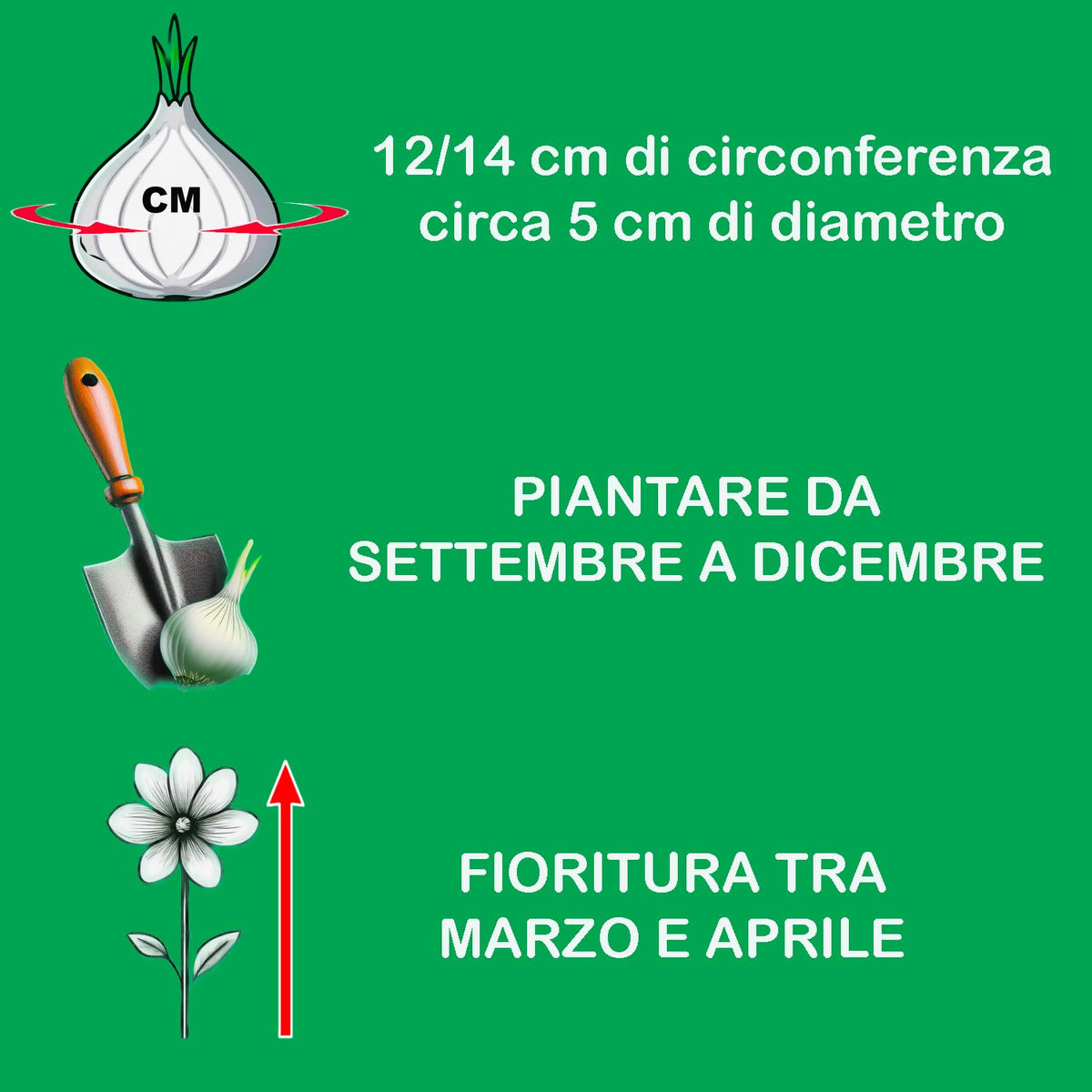 Informazioni su narcisi bulbi olandesi: misure, tempi di piantagione e fioritura.