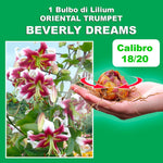 Load image into Gallery viewer, Bulbi di Lilium OT BEVERLY DREAMS (1)