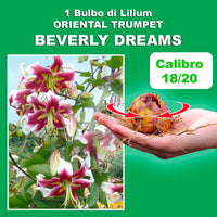 Bulbi di Lilium OT BEVERLY DREAMS (1)