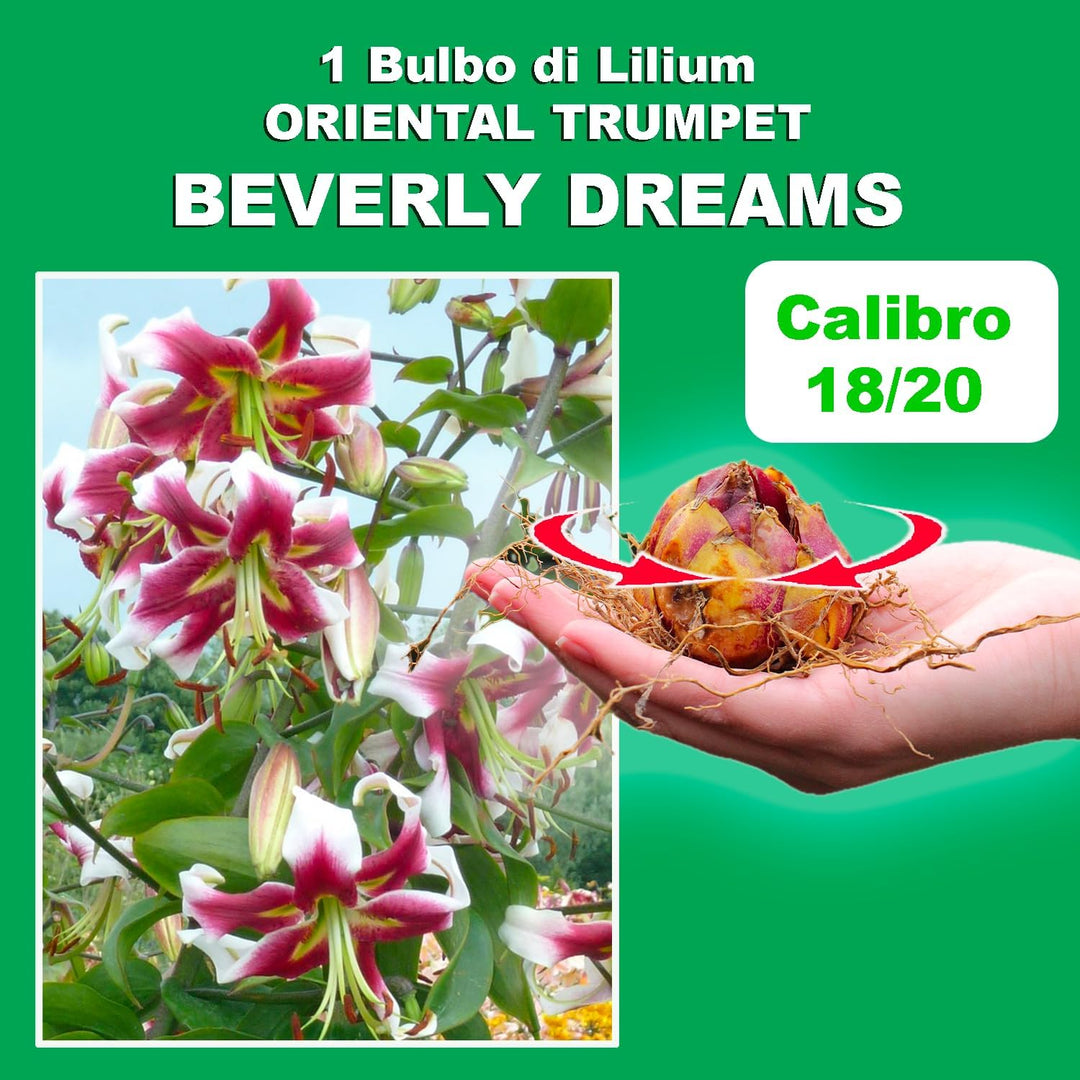 Bulbi di Lilium OT BEVERLY DREAMS (1)