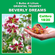 Bulbi di Lilium OT BEVERLY DREAMS (1)