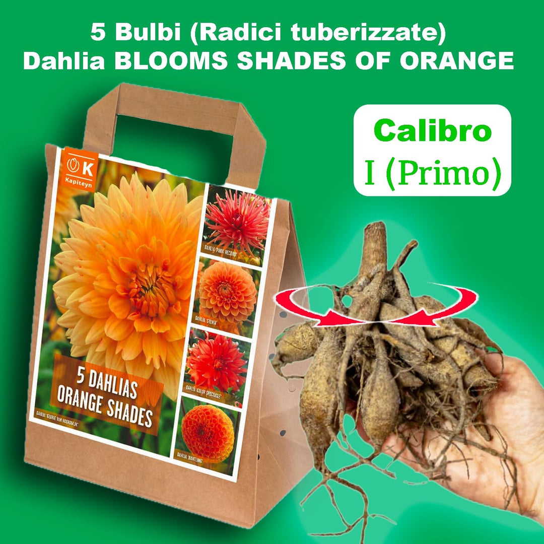 Dahlia “Shades of Orange” Bulbs (5) – 100 Days to Bloom