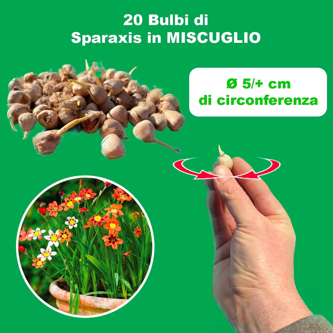 Sparaxis Mix Bulbs (20)