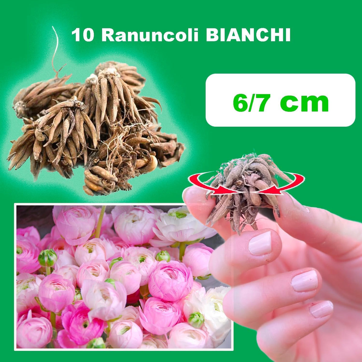 Ranuncoli ROSA (10 Bulbi)