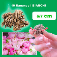 Ranuncoli ROSA (10 Bulbi)