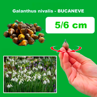 Galanthus nivalis ''BUCANEVE'' (10 Bulbi)