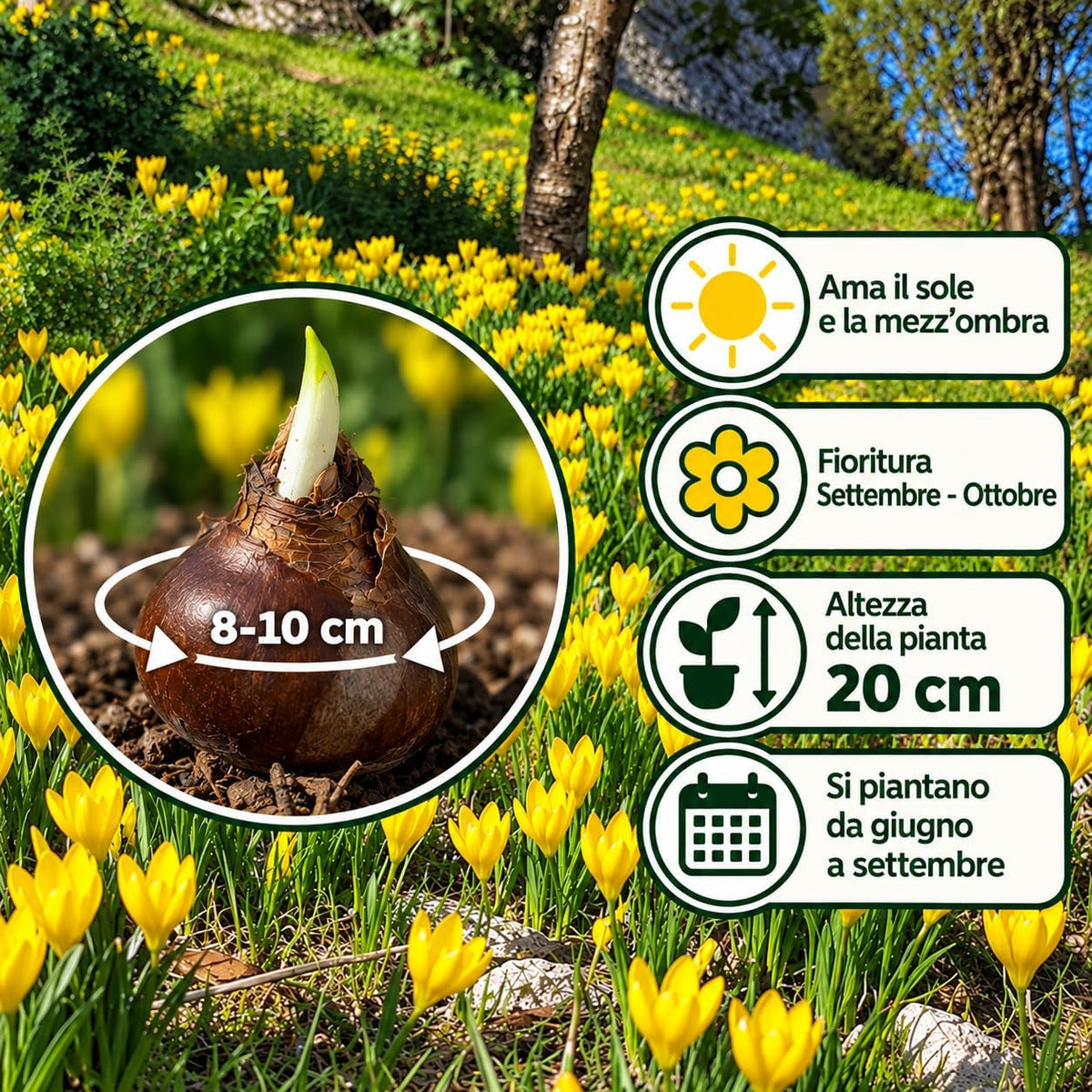Sternbergia lutea (6 Bulbi)