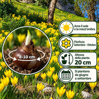 Sternbergia lutea (6 Bulbi)