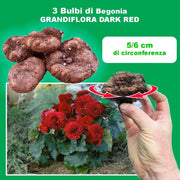 Dark Red Double Begonia Bulbs (3)