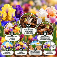 Iris germanica rizomi mix, piantare da settembre a dicembre, fioritura tra marzo e aprile, altezza a maturità 70/80 cm.