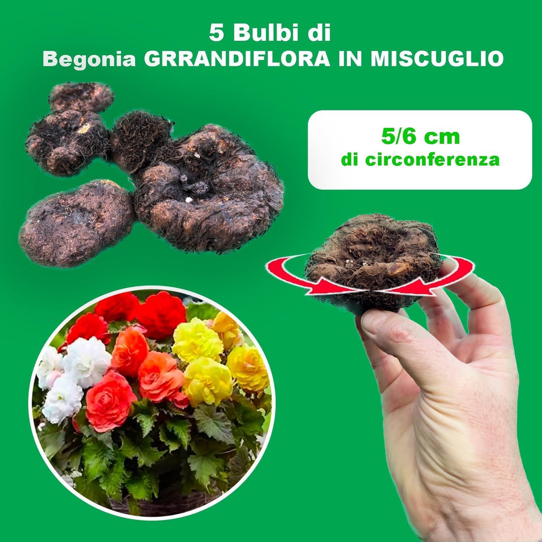 BEGONIA Double Mix bulbs (5)