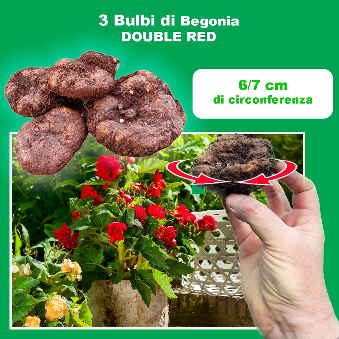 Red Double Begonia Bulbs (3)