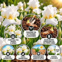 Iris germanica Skating Party rhizomes, flowers, planting tips, height 70/80 cm, bloom March to April, best for sunny locations.