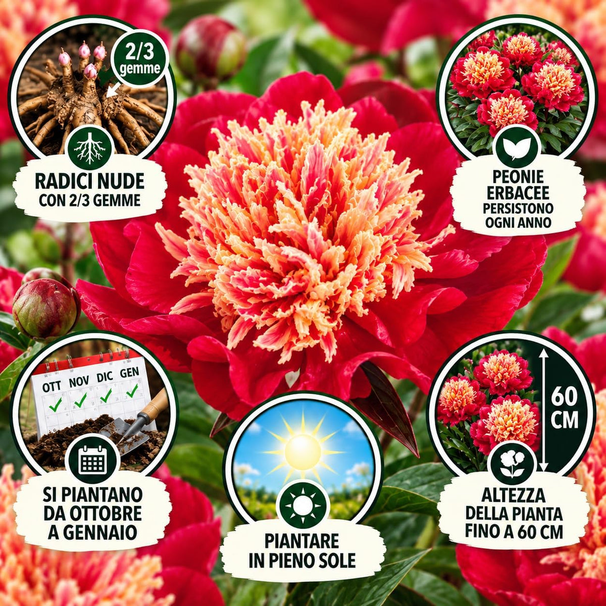 PAEONIA Lactiflora NIPPON BEAUTY (2 Radici)