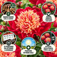 PAEONIA Lactiflora NIPPON BEAUTY (2 Radici)
