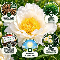 PAEONIA Lactiflora JAN VAN LEEUWEN (2 Radici)
