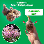Load image into Gallery viewer, Amaryllis belladonna Bulb (1)
